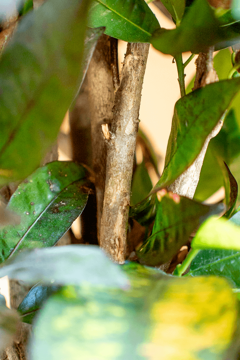 Croton Variegato