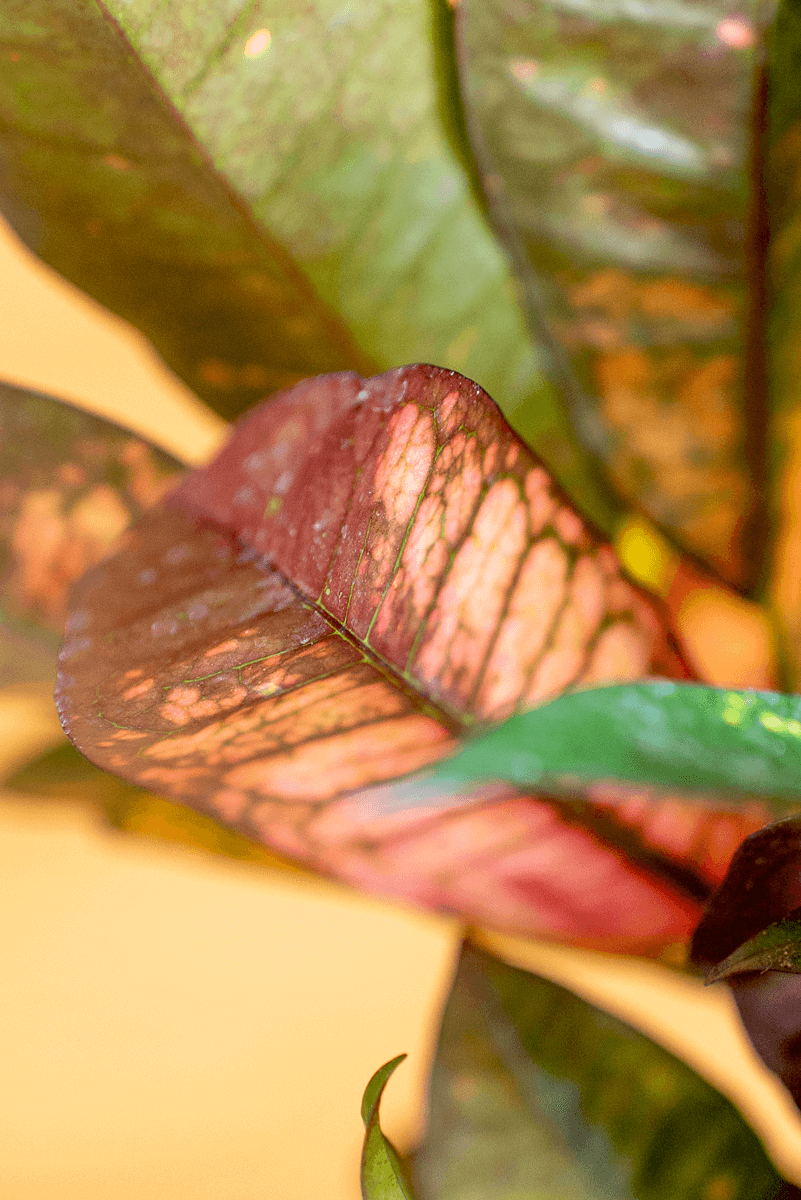 Croton Variegato