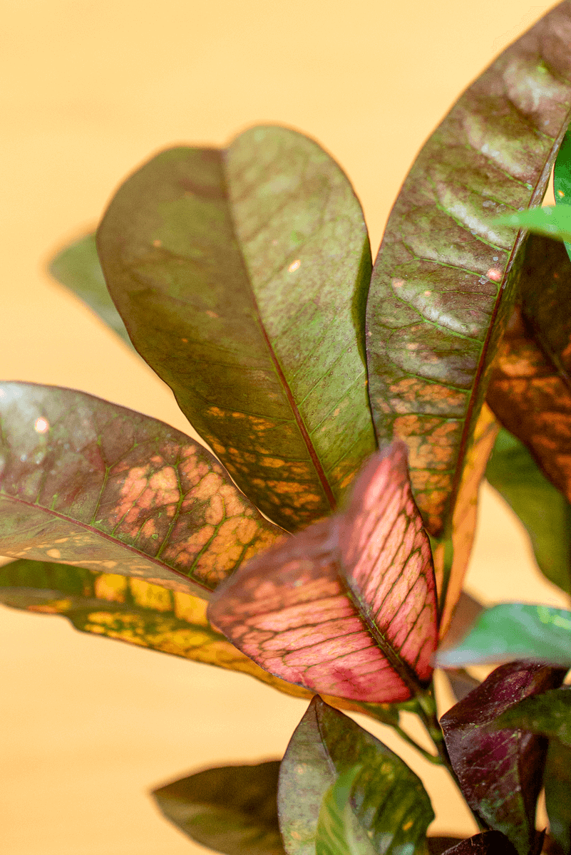 Croton variegato ‘Mrs. Iceton’