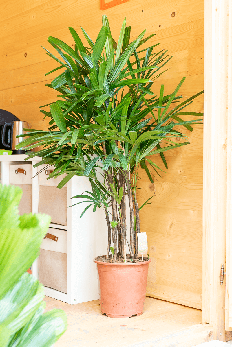 Rhapis Excelsa