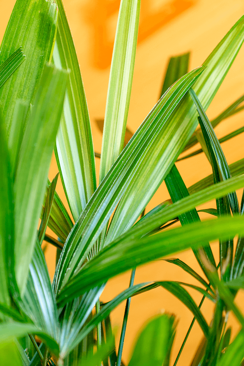 Rhapis Excelsa