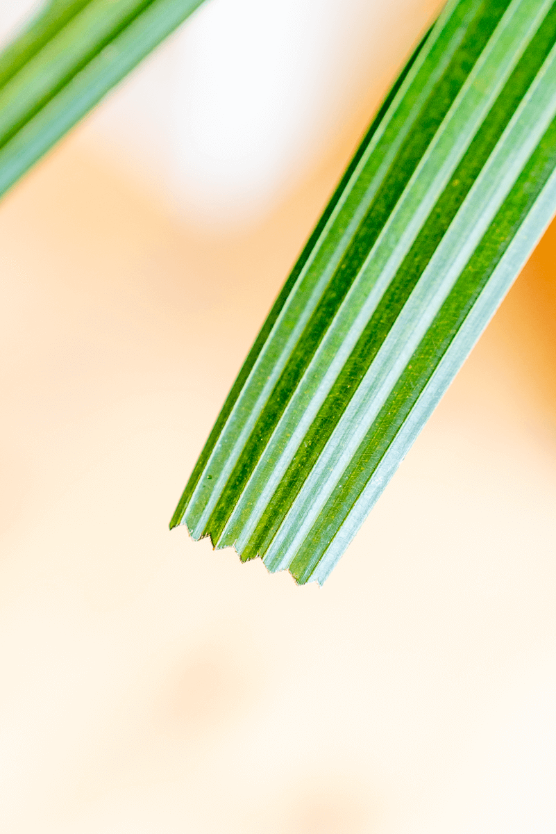 Rhapis Excelsa