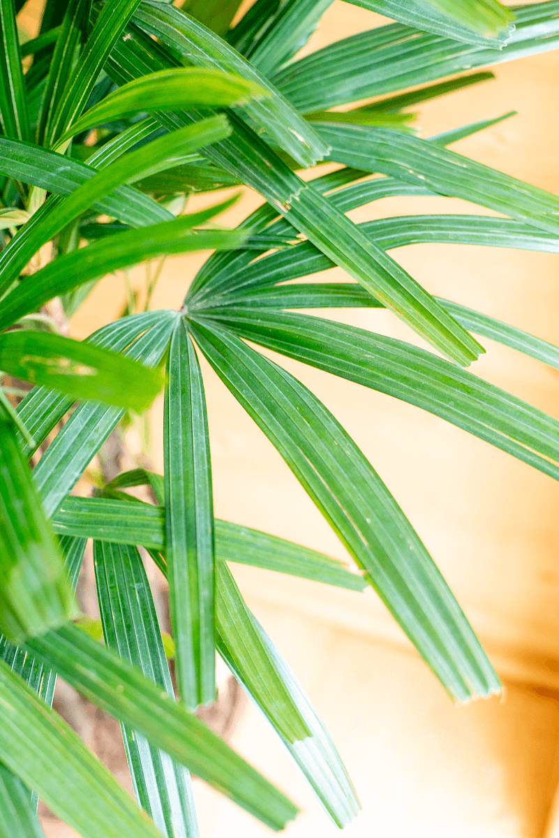 Rhapis Excelsa