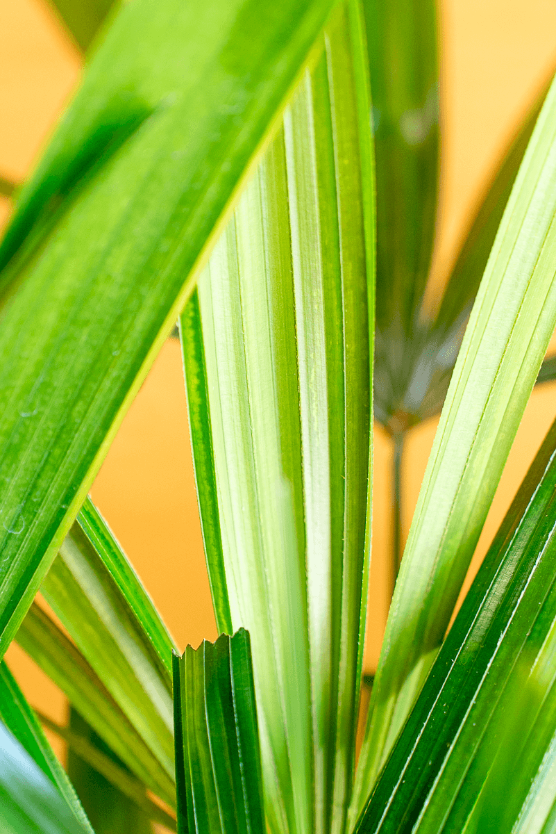 Rhapis Excelsa
