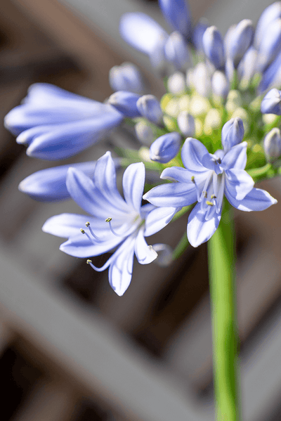 Agapanthus Africanus