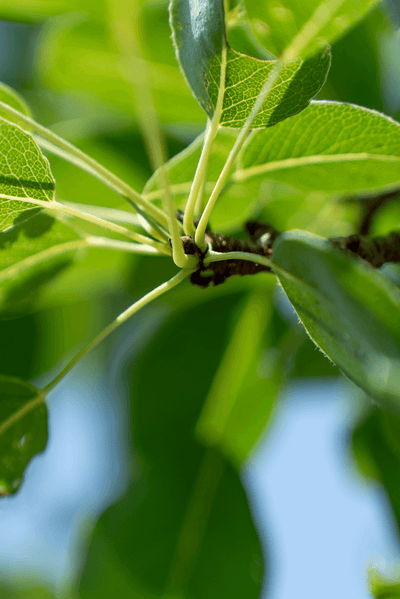 Pero Bella Di Giugno