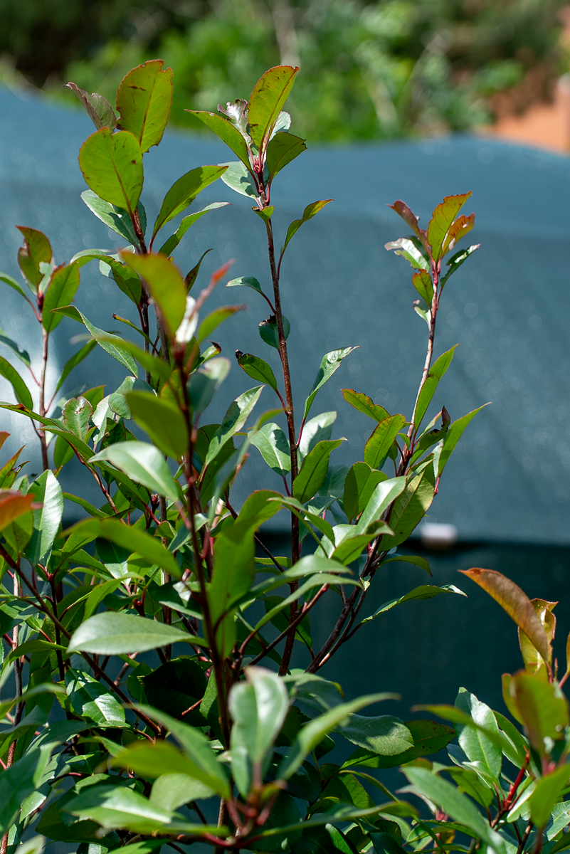 Photinia