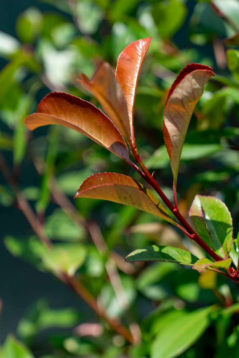 Photinia