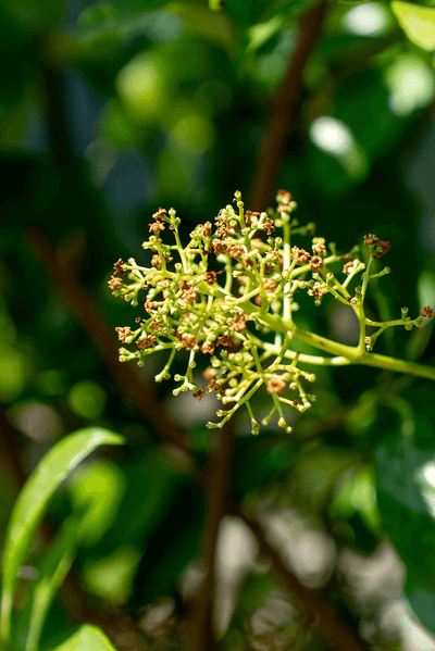 Close-up of Viburno Lucido flower buds, showcasing the green blossoms and rich foliage.