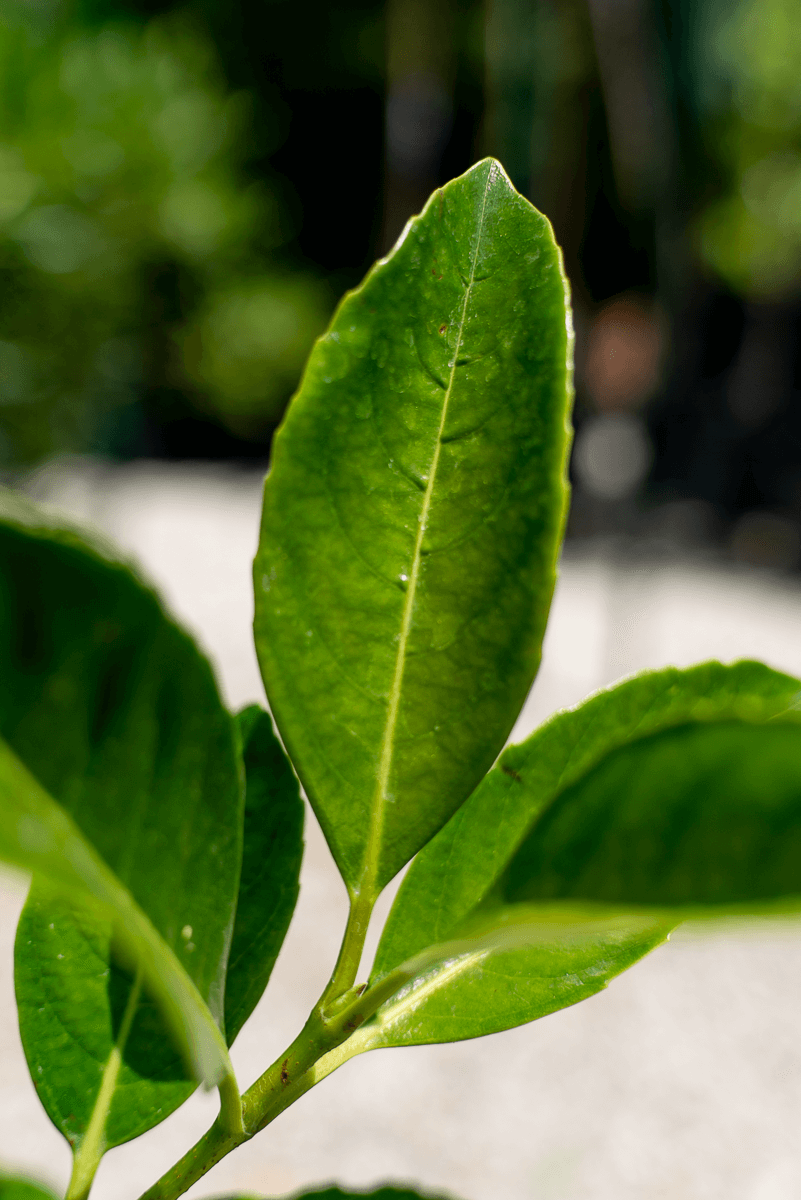 Close-up of a vibrant green leaf from the Viburno Lucido plant, highlighting its glossy texture and shape.