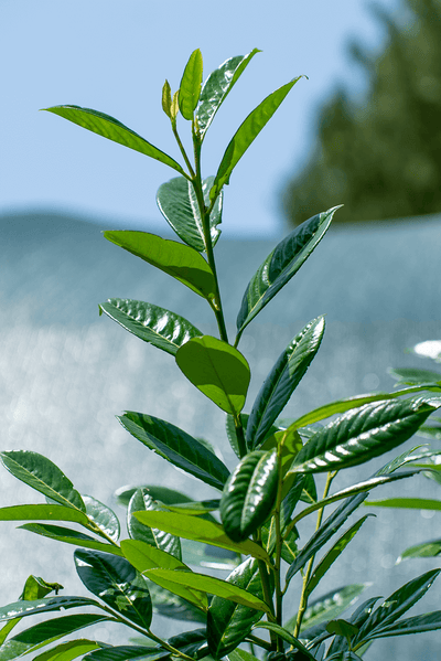 Lauroceraso plant leaves with glossy green foliage in a garden setting.