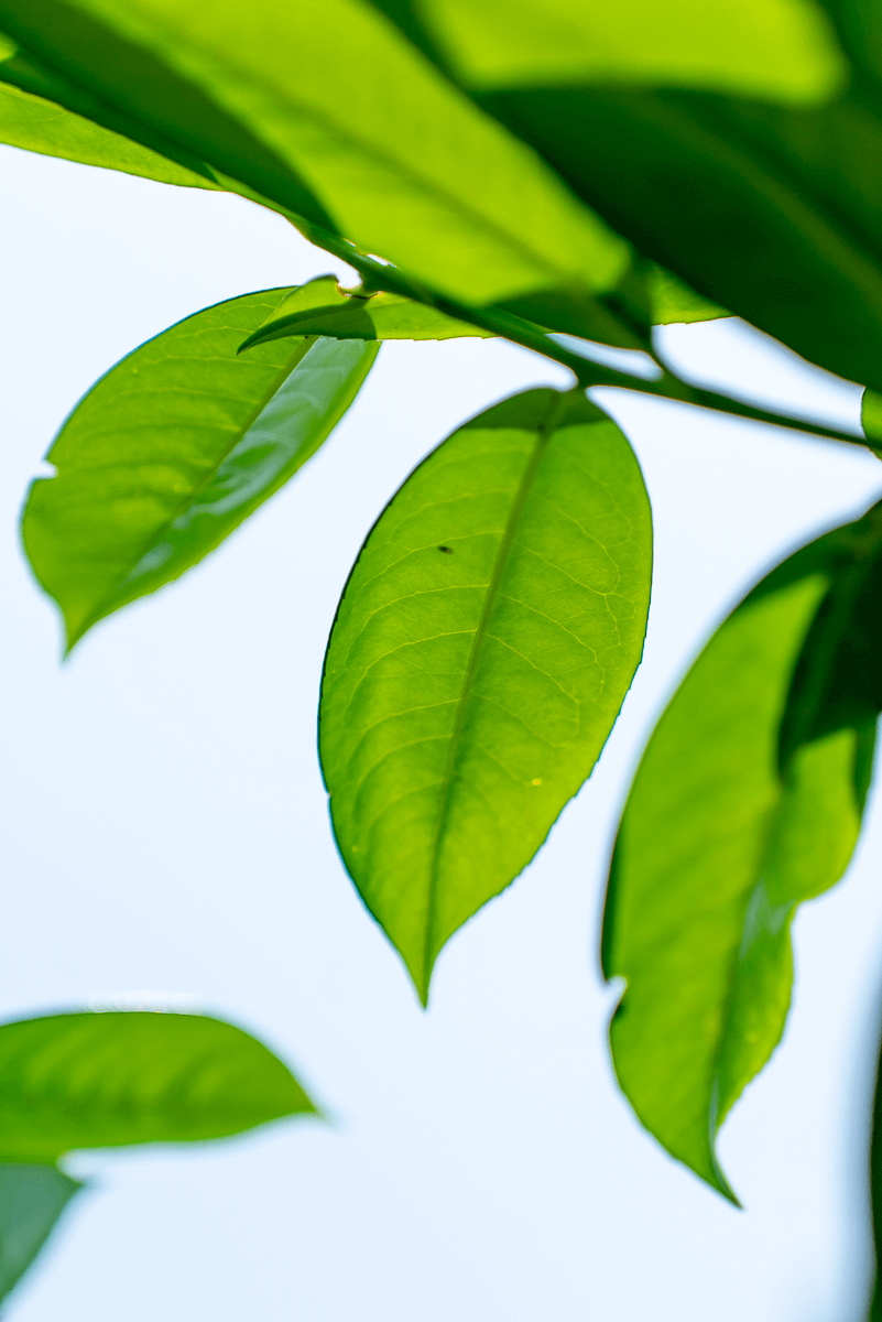 Lauroceraso leaves showcasing vibrant green foliage against a bright backdrop.