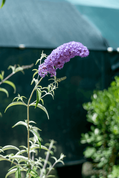 Buddleja
