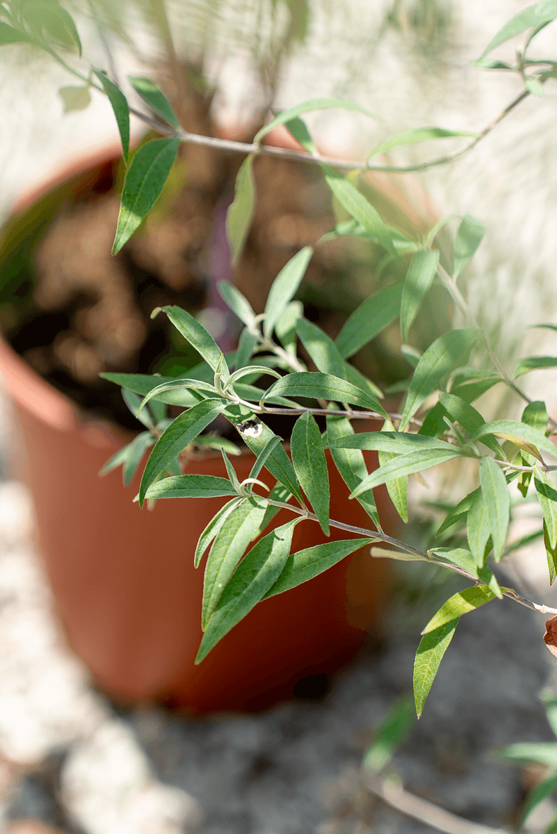 Buddleja (Buddleia)