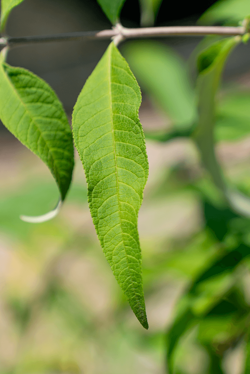 Buddleja