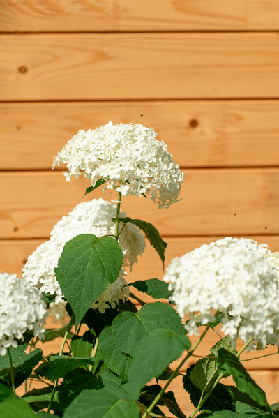 Ortensia Arborescens "Annabelle"