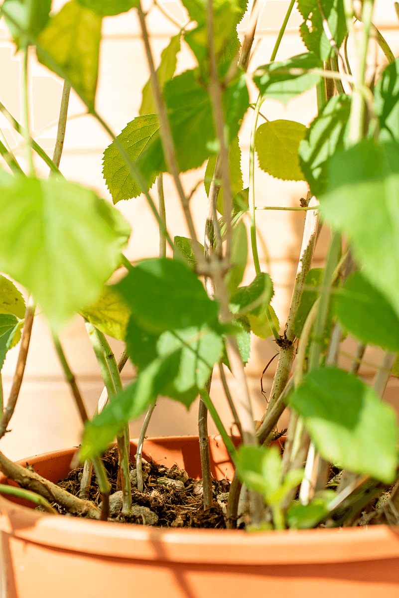 Ortensia Arborescens "Annabelle"