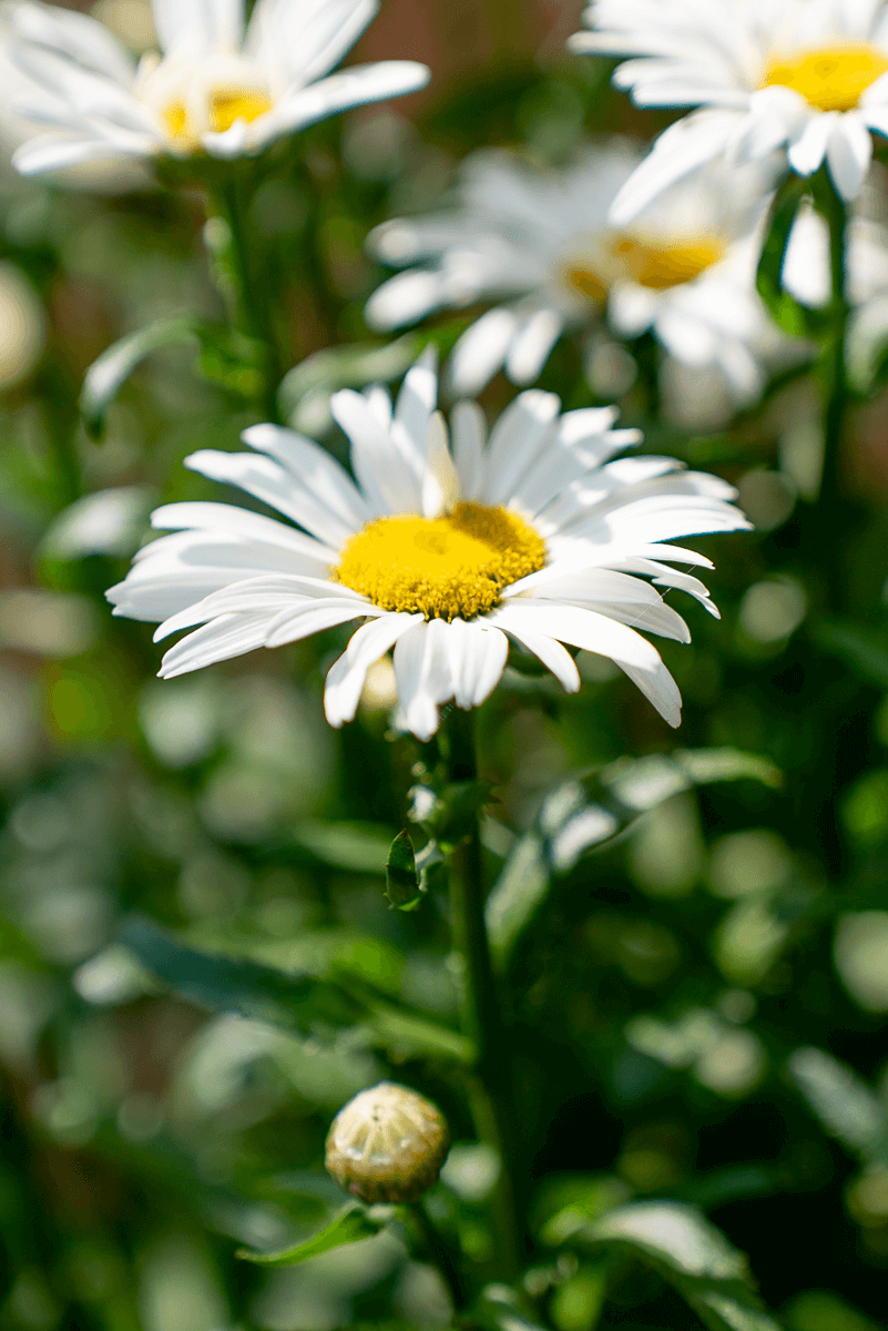 Leucathemum (Margherita)
