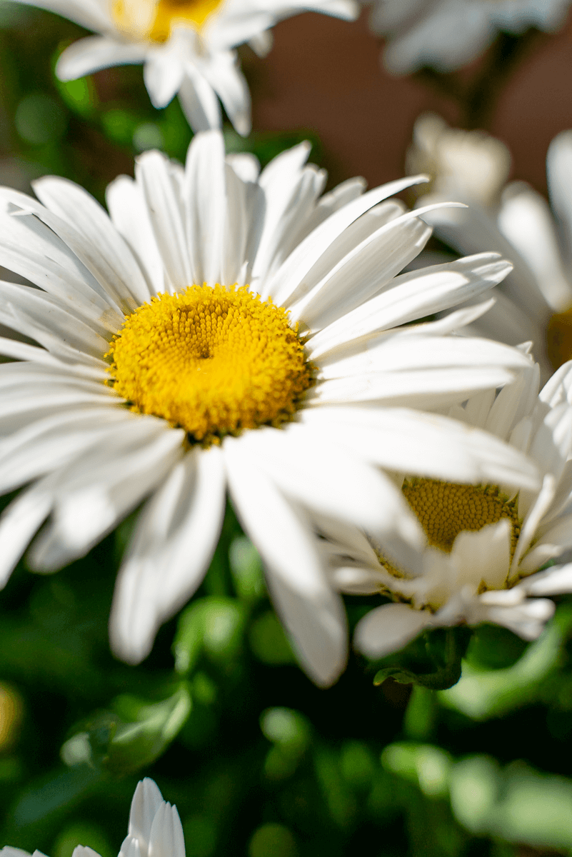 Leucathemum (Margherita)