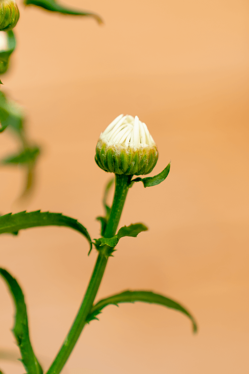 Leucathemum (Margherita)