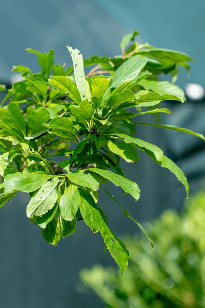 Susino Sangue Di Drago