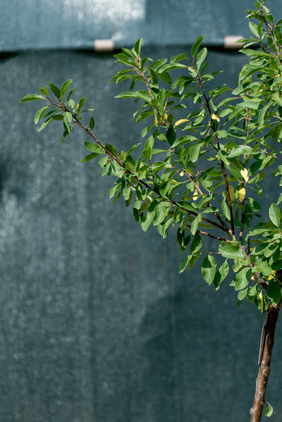 Pruno Domestico plant with green leaves against a dark background, highlighting its robust growth.