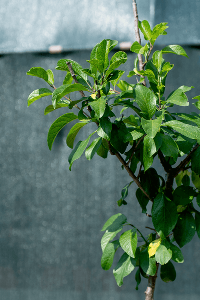 Melo Annurca tree with vibrant green leaves, showcasing a traditional Italian apple variety.