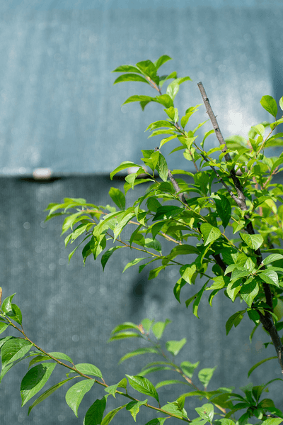 Green leaves of Susino Sorriso Di Primavera plant against a blurred background.