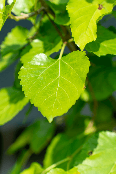 Close-up of a Gelso Bianco leaf showcasing its vibrant green color and distinct shape.