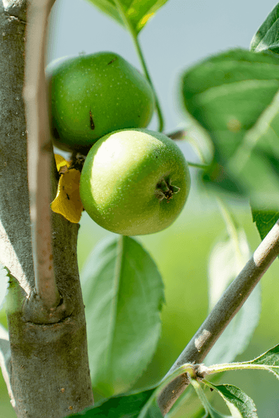 Melo Renetta apples growing on a tree branch surrounded by green leaves.