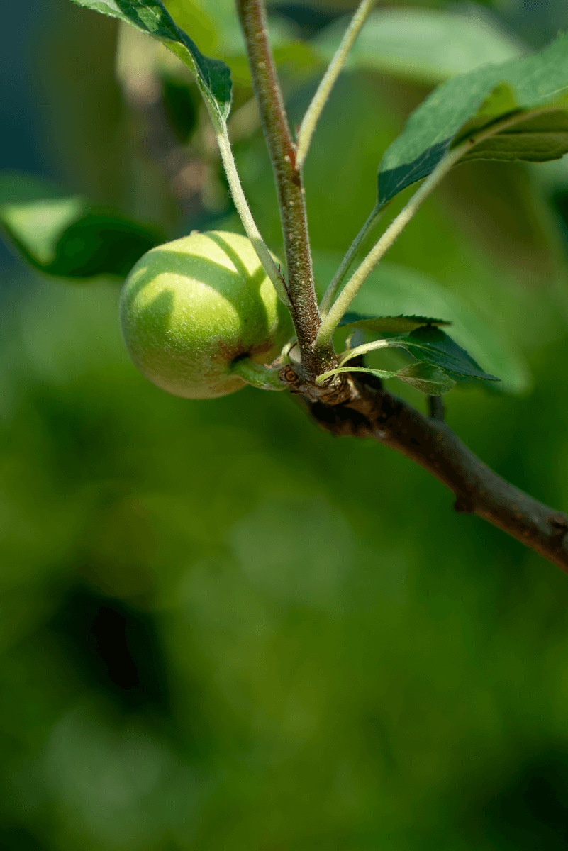 Melo Granny Smith