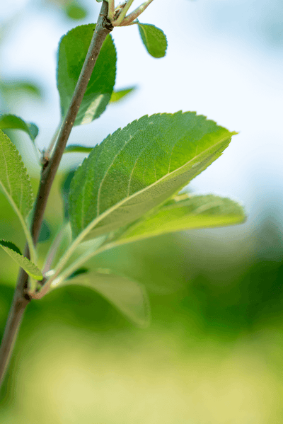 Close-up of fresh green leaves on a Melo Granny Smith apple tree branch.