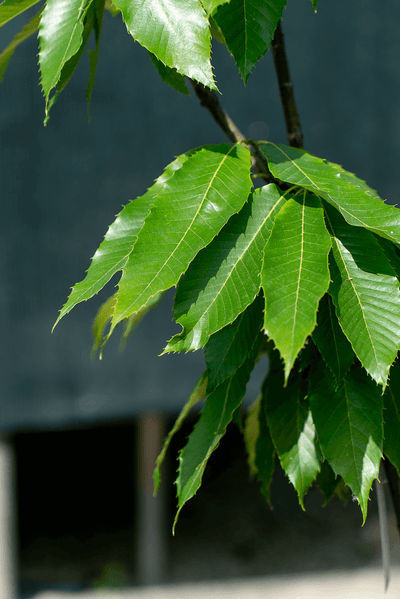 Marrone leaves on a tree, showcasing the vibrant green foliage of the Castanea sativa plant.