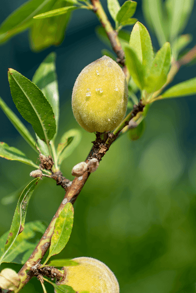 Mandorlo fruit on branch with green leaves and water droplets, highlighting its natural growth.