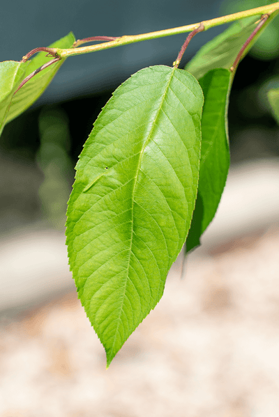 Ciliegio leaf showing vibrant green color and detailed leaf structure for botanical identification.
