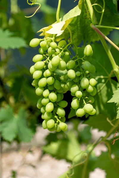 Vite Uva Bianca: grappolo di uva bianca in crescita sulle viti, simbolo della tradizione vinicola.