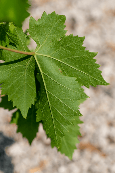 Vite Uva Nera leaf showcasing its vibrant green color and unique serrated edges.