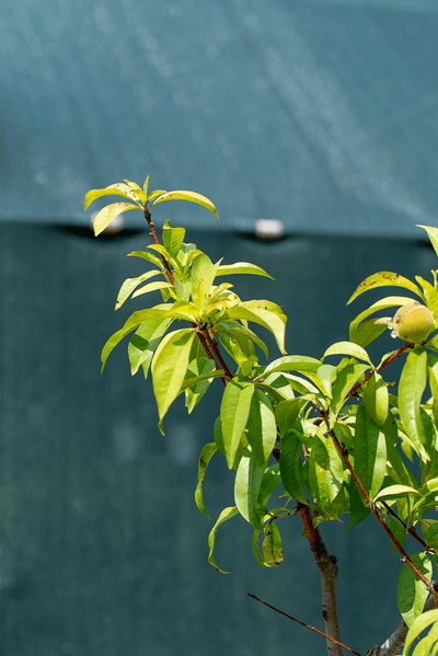 Pesco tree leaves in sunlight, showcasing vibrant green foliage and healthy growth.