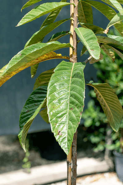 Nespolo leaves on a young tree showcasing their vibrant green color and texture.