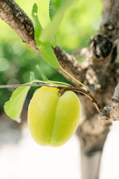 Albicocco: frutto verde maturo dell'albicocco su un ramo, evidenziando la pianta in un ambiente naturale.