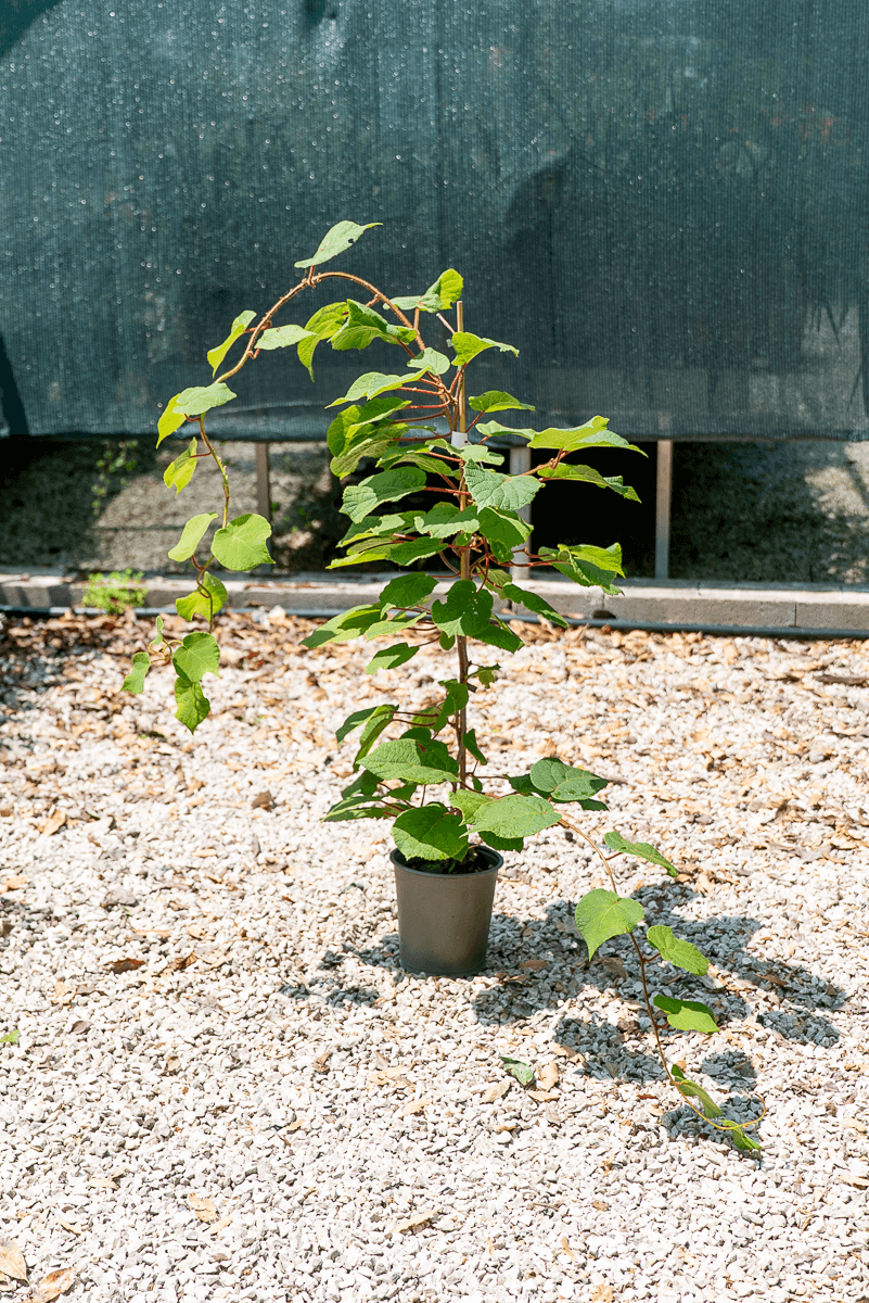 Actinidia