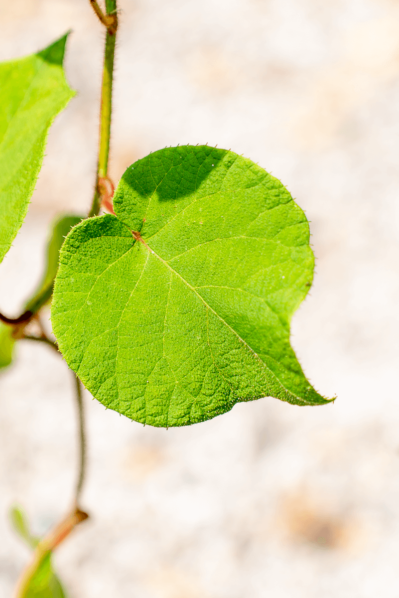 Actinidia