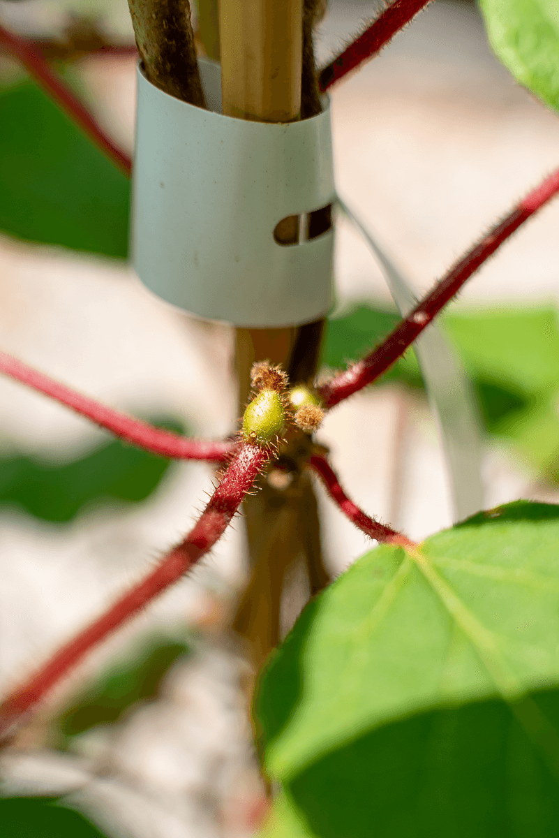 Actinidia