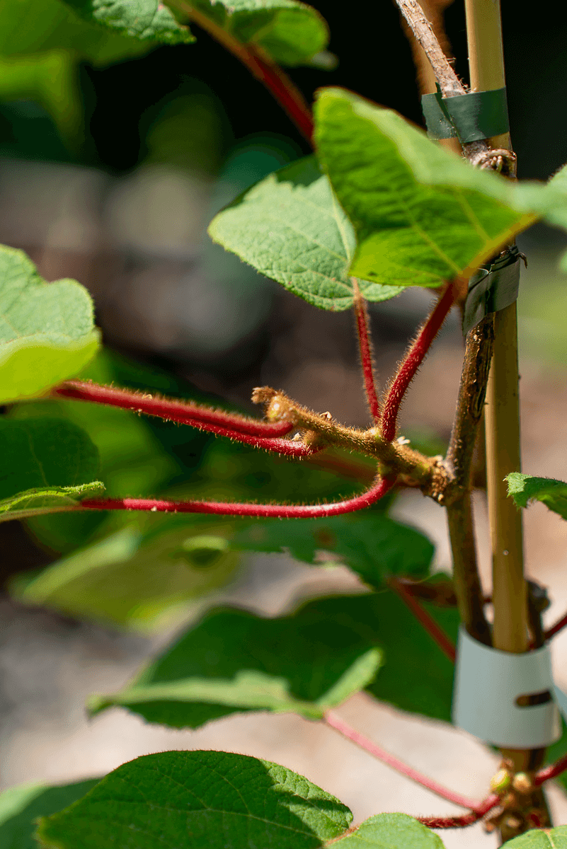 Actinidia