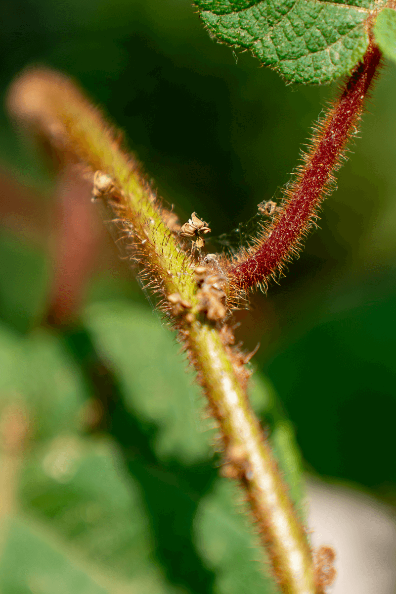 Actinidia