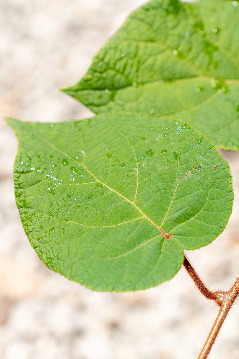 Actinidia