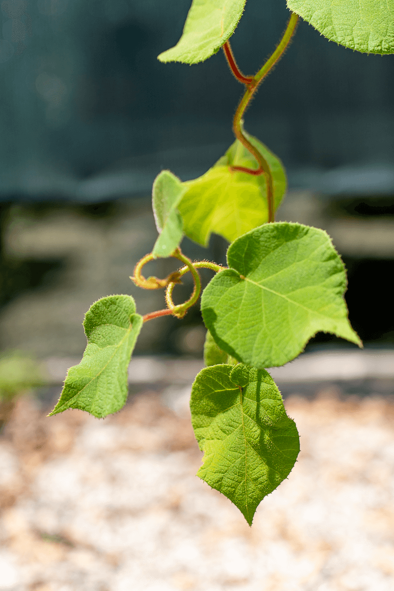 Actinidia