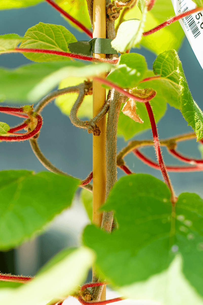 Actinidia