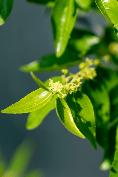 Close-up of Giuggiolo plant leaves and flowers showcasing its vibrant green foliage.