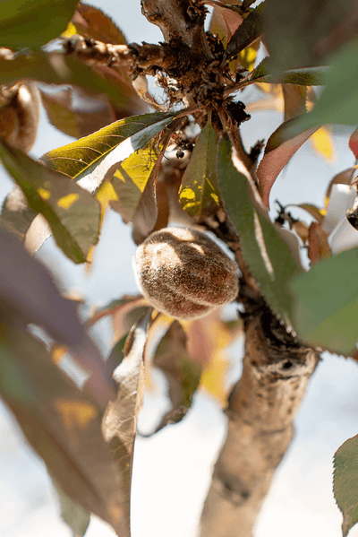 Pesco Nano fruit growing on a compact peach tree branch with green leaves.